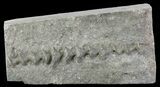 Archimedes Screw Bryozoan Fossil - Missouri #68673-1